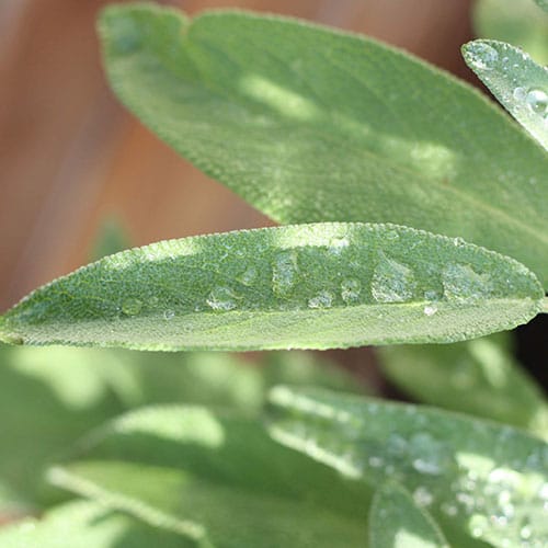 Salbeiblätter mit Morgentau