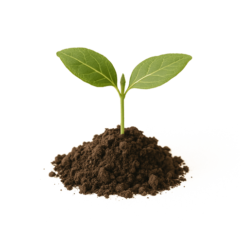 Ein Sprössling wächst aus einem kleinen Haufen Erde.